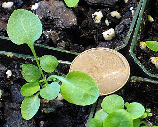 Cultivating Rapunzel-like Gardens & Plants Reality and Alternatives