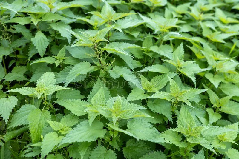 Herbal Medicine Separating Real Healing Plants from Myths